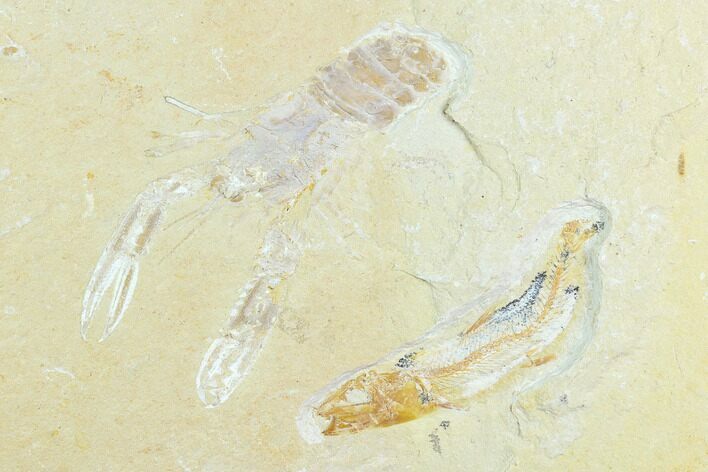 Cretaceous Fossil Lobster (Pseudostacus) And Fish - Lebanon #123987